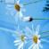 Тема на телефон White Flowers